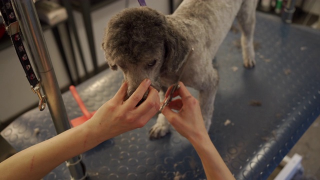 拉布拉多犬正在整理它的耳朵视频素材