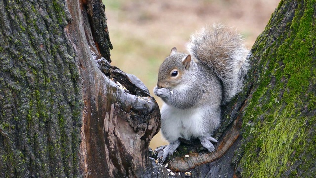灰松鼠在树上吃东西视频素材