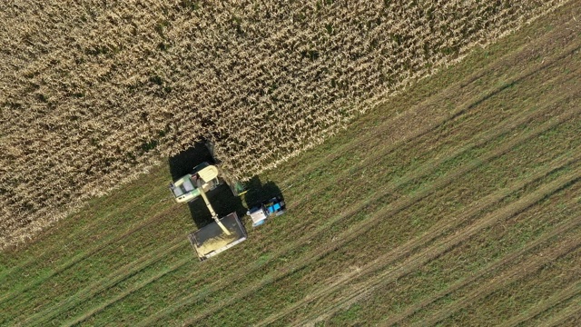 空中俯视图联合收获成熟的玉米和倒在拖拉机拖车视频下载