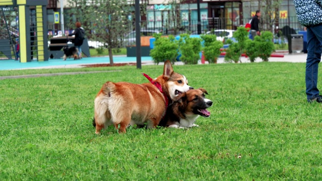 搞笑的狗狗在城市公园茂密的草坪上玩耍，慢镜头视频下载