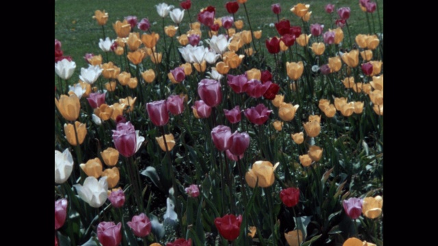 1960年代-倾斜拍摄的花生长在花园里视频下载