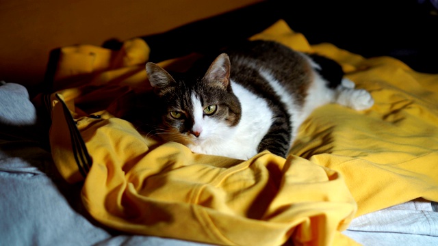 猫躺在一堆衣服上视频下载