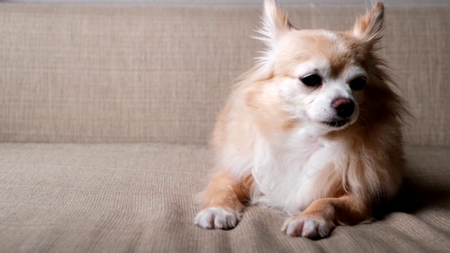4k超高清慢动作镜头可爱放松的棕色毛吉娃娃狗看着镜头微笑着与蚌和放松享受喘息后在沙发沙发客厅的家背景视频下载