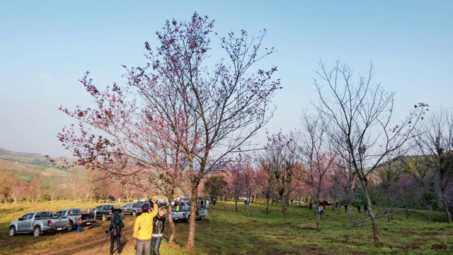 延时:游客与美丽的樱花或樱花自然长周末在日出-黎明视频下载
