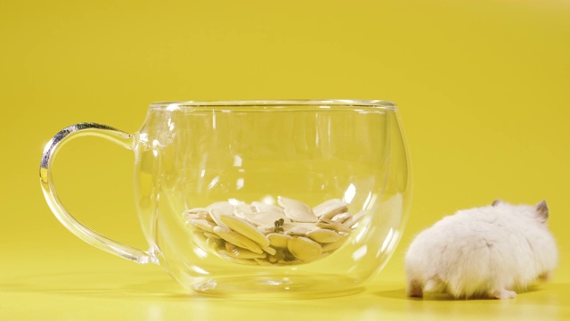啮齿动物。仓鼠坐在一个透明的杯子里喝茶。视频素材