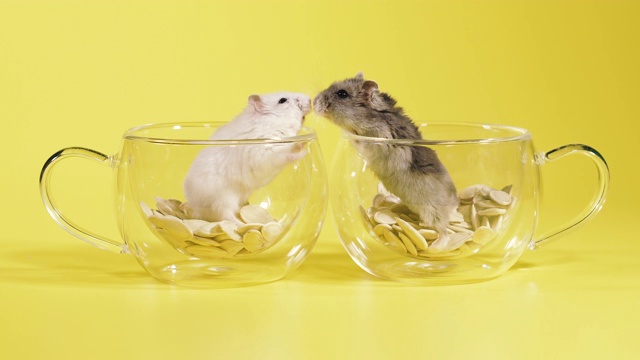 啮齿动物。两只仓鼠在一个装着咖啡的透明杯子里做了一个房子。视频素材