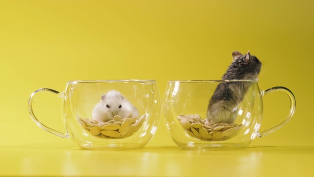 啮齿动物。两只仓鼠在一个装着咖啡的透明杯子里做了一个房子。视频素材