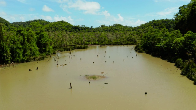 雨林中的沼泽地。Siargao、菲律宾视频素材