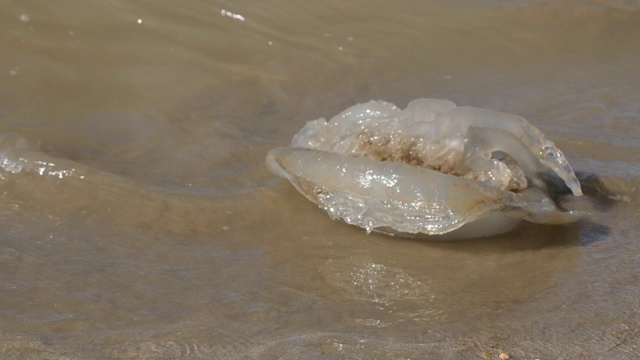 真正的水母水母全球变暖的后果对海滩的特写视频素材