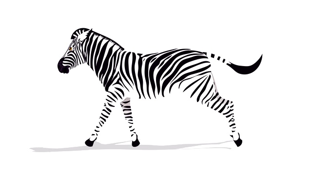 Zebra Run循环动画视频素材