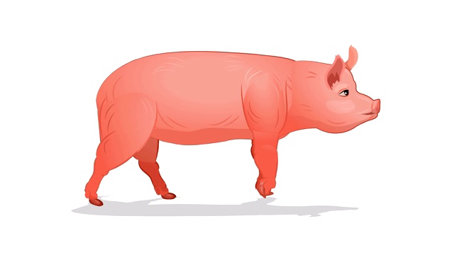猪走循环动画视频素材