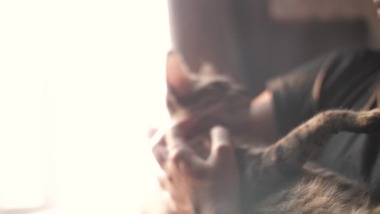 一只小猫在一个抚摸它的女人的怀里放松。视频下载