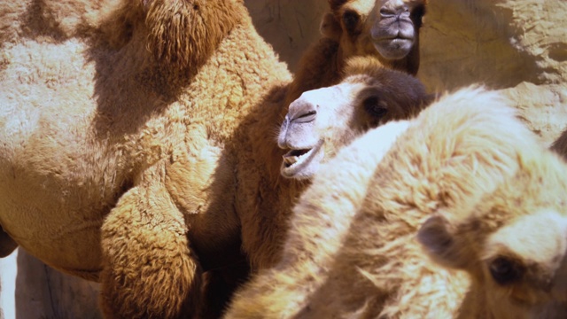 咀嚼骆驼家族视频素材