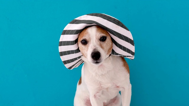 滑稽听话的小杰克罗素梗狗戴着有帽檐的大帽子视频下载