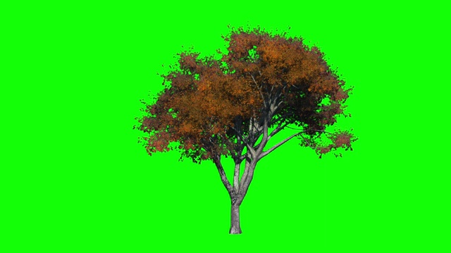 风中榆树。绿色屏幕，阿尔法镜头包括。股票视频视频下载