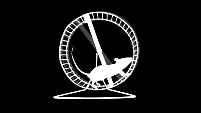 锻炼老鼠在轮子上跑步视频素材
