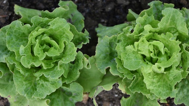 绿色生菜在土壤中生长的录像视频素材