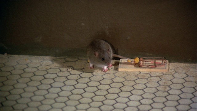地板上的老鼠嗅着捕鼠器视频素材