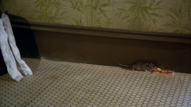 地板上的老鼠嗅了嗅捕鼠器，然后停下来清洁自己视频素材