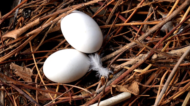 鸟蛋在巢里视频素材