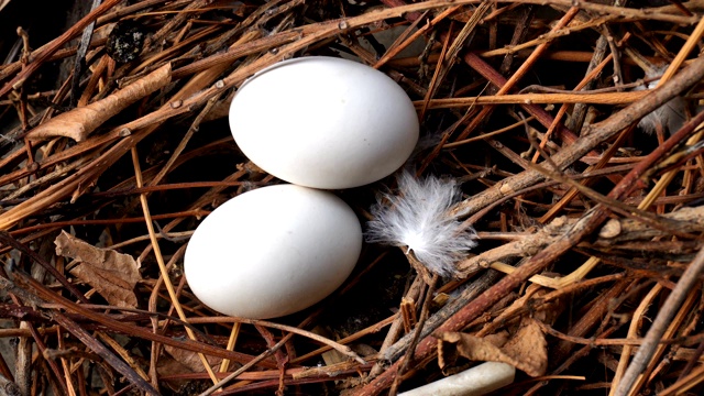 鸟蛋在巢里视频素材