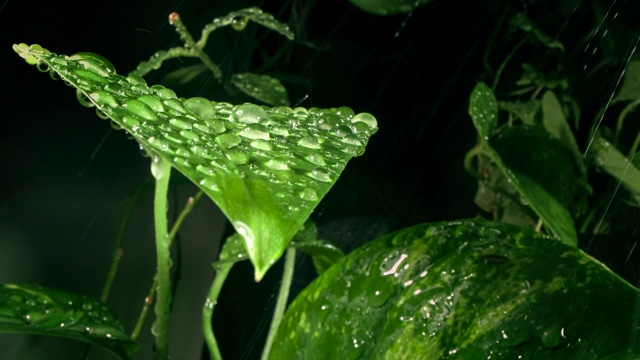 綠葉在雨滴里視頻素材