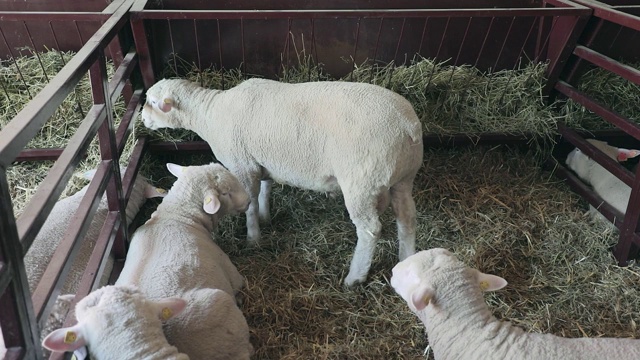 羊圈地农场视频素材