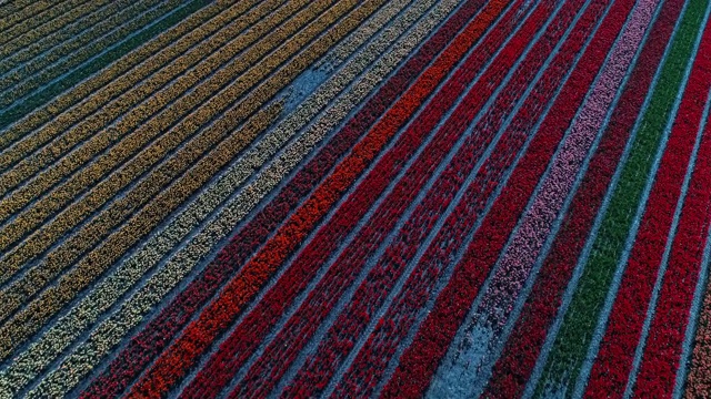从空中俯瞰荷兰，由郁金香形成的几何图案视频下载