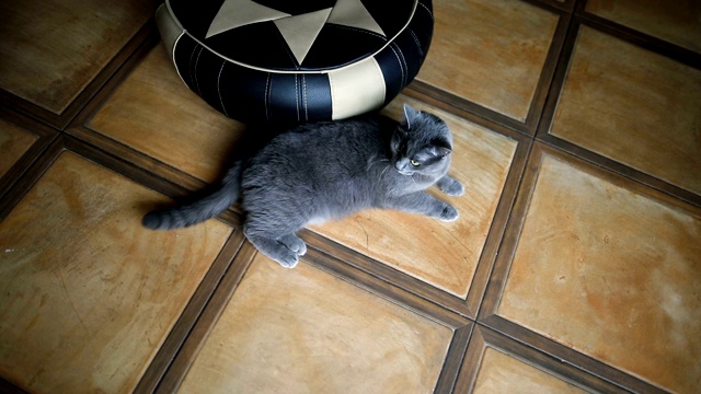 毛茸茸的灰猫躺在家里室内的地板上视频下载