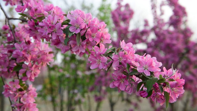 4K分辨率，春天开花的海棠树视频下载