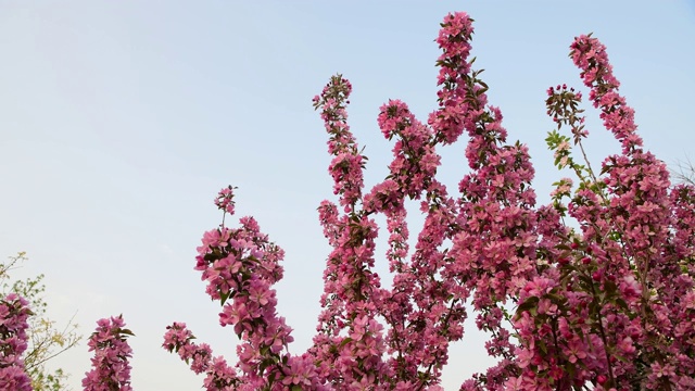 4K分辨率，春天开花的海棠树视频下载