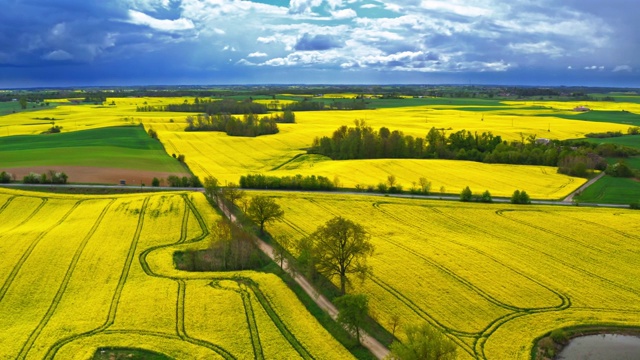 波兰春天的黄色油菜田，鸟瞰图视频素材