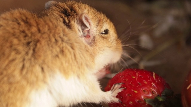 沙鼠吃草莓的特写，慢镜头。Dipodinae视频素材