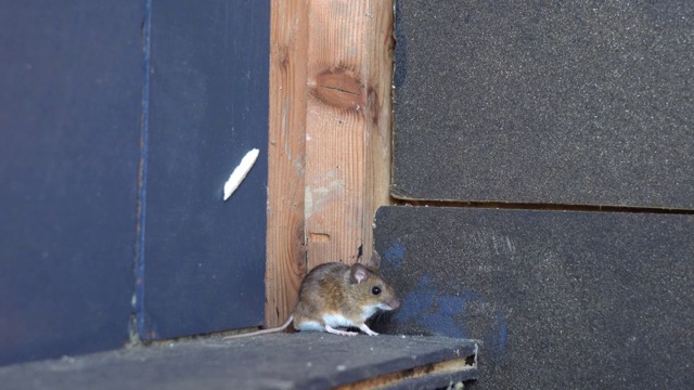 一个棕色的老鼠视频素材