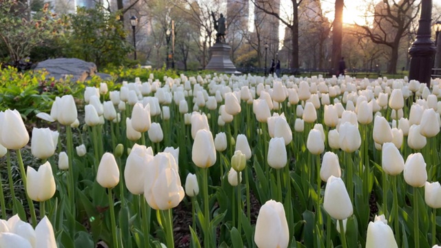 曼哈顿中央公园的郁金香花园视频下载