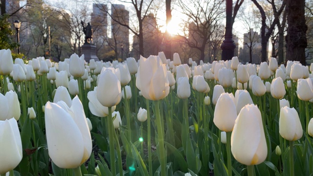 曼哈顿中央公园的郁金香花园视频下载