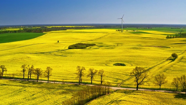 用风力涡轮机在黄绿色的油菜田上空飞翔视频素材