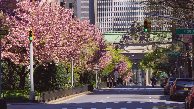 2020年4月19日，美国纽约曼哈顿中城，公园大道因2019冠状病毒病的影响而消失，公园大道周围盛开的樱花环绕着中央车站。视频下载