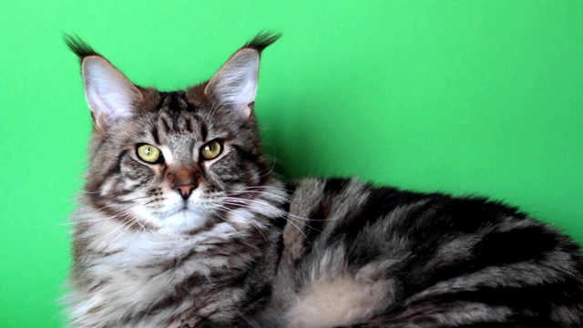 缅因猫蜷缩在绿色的屏幕上，选择性地对焦，看着摄像机视频下载
