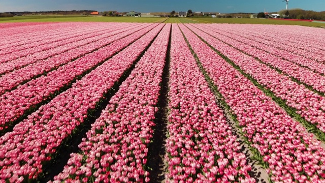荷兰美丽的花坛视频下载