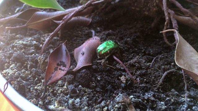 绿色闪亮的甲虫从背后翻到腿上视频下载