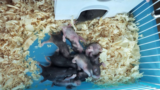 一只充满爱心的雌性仓鼠把她的孩子们带到了家里视频素材