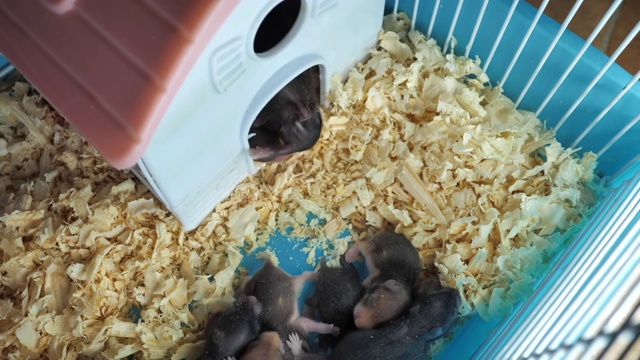 一只充满爱心的雌性仓鼠把她的孩子们带到了家里视频素材