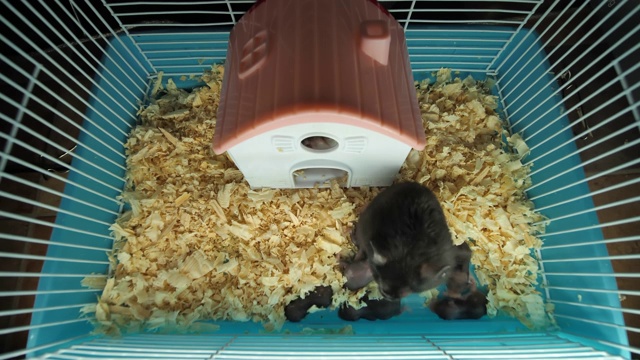 笼子里的雌性仓鼠和幼仔视频素材
