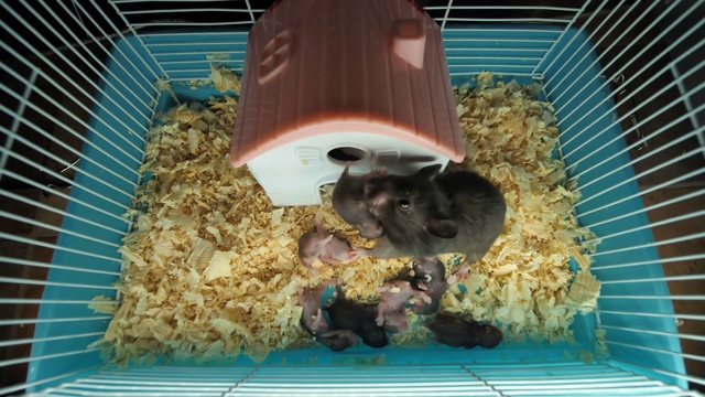 笼子里的雌性仓鼠和幼仔视频素材