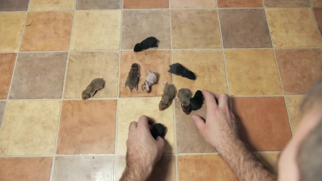 有趣的黑色和棕色的小仓鼠在地板上奔跑视频素材