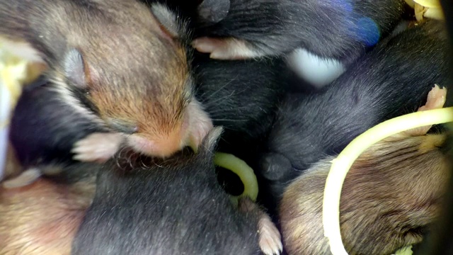 有趣的仓鼠幼崽吃意大利面视频素材