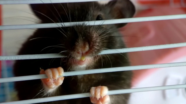 一只黑色的雌性仓鼠在啃着一个笼子视频素材