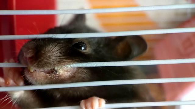 一只黑色的雌性仓鼠在啃着一个笼子视频素材