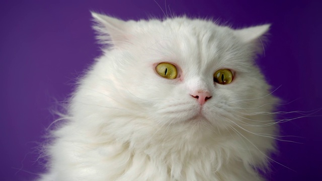 白色毛茸茸的猫的肖像。工作室彩色灯光画面。豪华的家猫在紫色的背景上摆姿势。视频下载